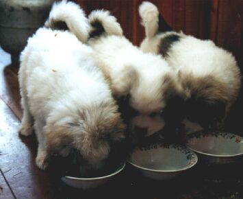 pyr pup and friends sharing dinner