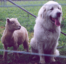 Kiku and lamb
