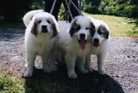 Pyrenean Mountain Dog pups